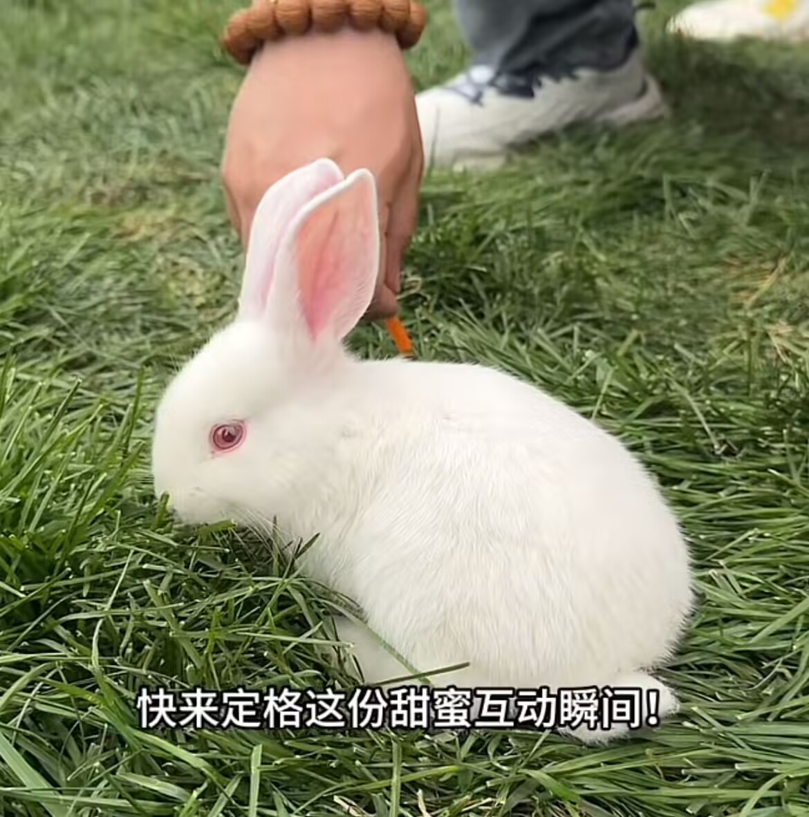 小兔子